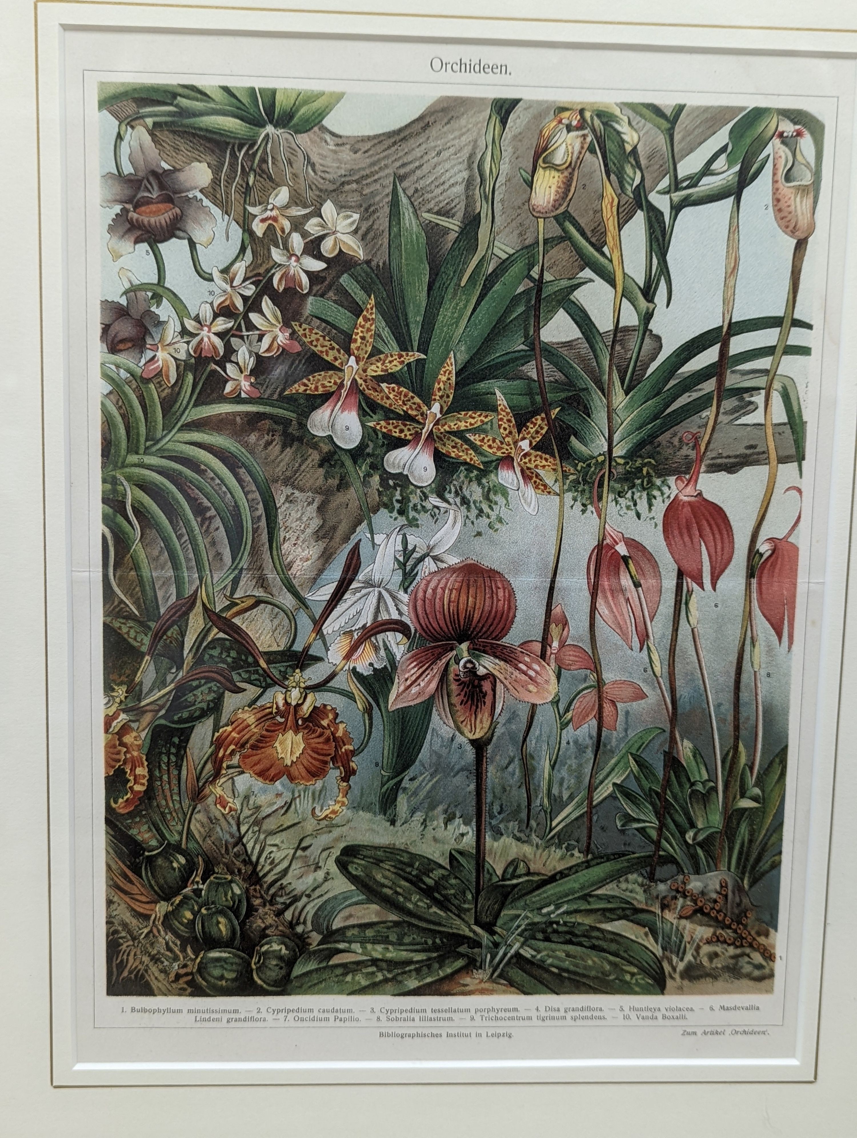 Bibliographisches Institut, Leipzig, sixteen assorted chromolithographs, Illustrations of orchids, fungi and other flora and fauna, 22 x 29cm